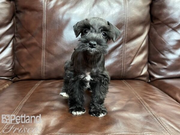 Miniature Schnauzer-DOG-Female-BLK WHITE-27015-Petland Frisco & Mckinney, Texas