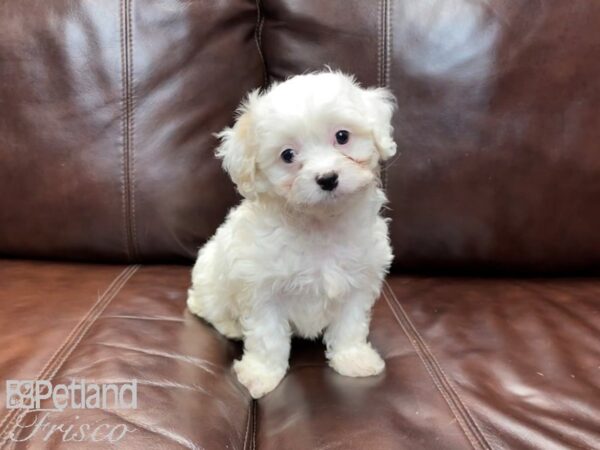 Cava Chon-DOG-Female-BLENHEIM-27017-Petland Frisco & Mckinney, Texas