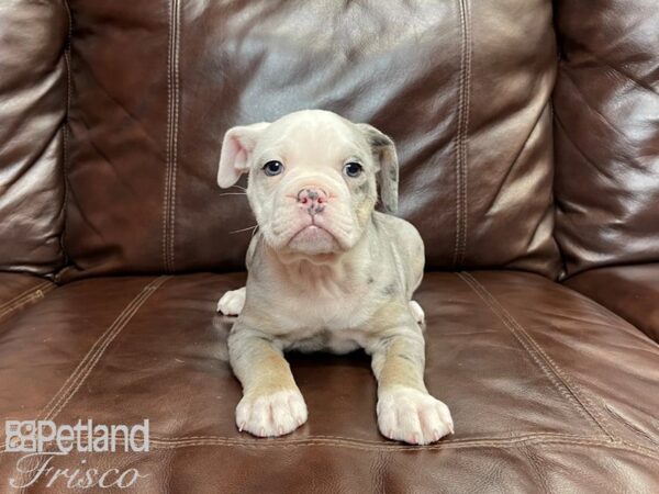 Olde English Bulldog DOG Female 27018 Petland Frisco, Texas