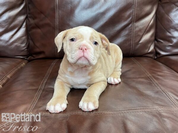 Olde English Bulldog DOG Male 27019 Petland Frisco, Texas