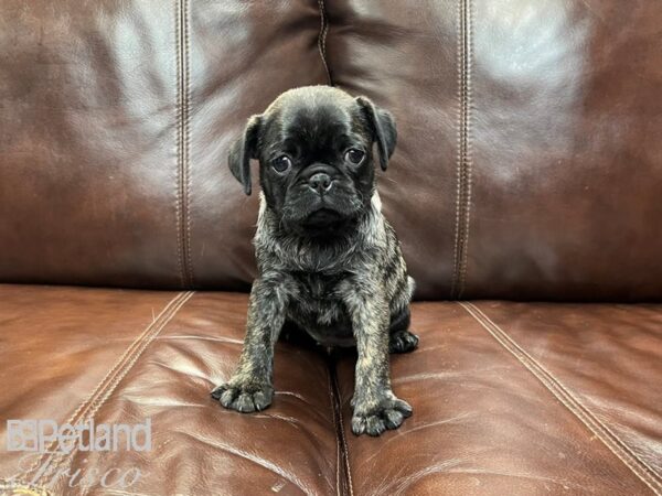 Pug-DOG-Female-brindle-27023-Petland Frisco & Mckinney, Texas