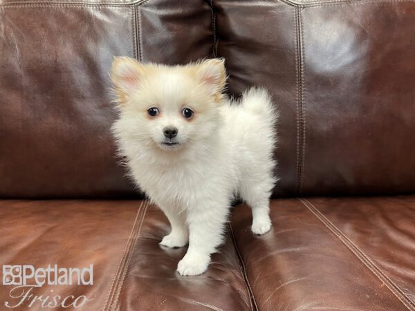 Pomeranian-DOG-Female-SABLE WH-27025-Petland Frisco & Mckinney, Texas