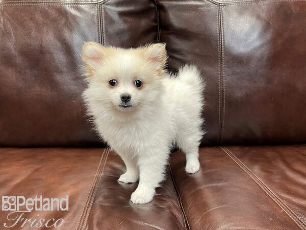 Pomeranian-DOG-Female-SABLE WH-27025-Petland Frisco, Texas