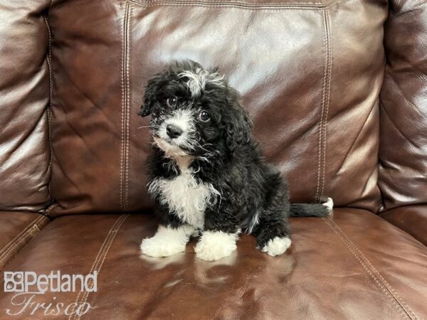 Havanese-DOG-Male-blk wh-27027-Petland Frisco, Texas