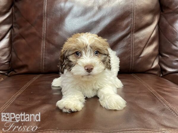 Havanese-DOG-Male-CHOC WHITE-27028-Petland Frisco & Mckinney, Texas