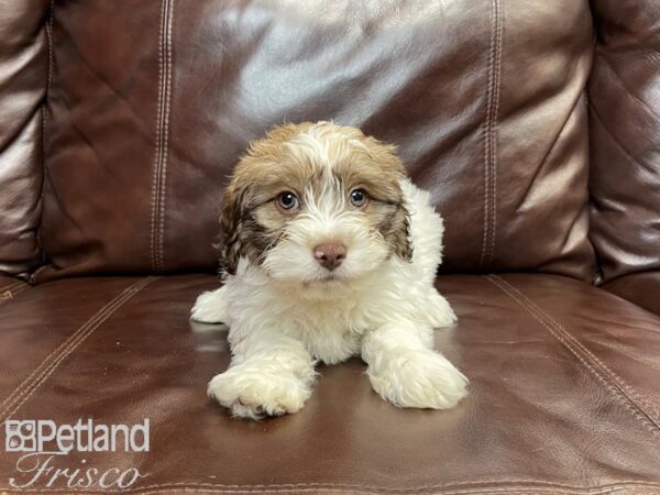 Havanese-DOG-Male-CHOC WHITE-27028-Petland Frisco, Texas