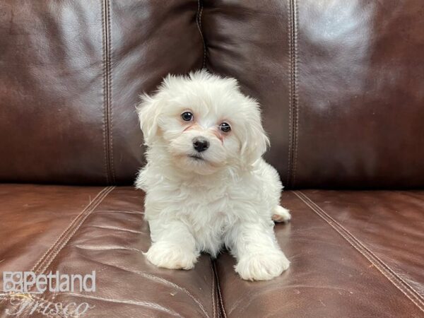 Bichon Frise-DOG-Male-White-27029-Petland Frisco & Mckinney, Texas