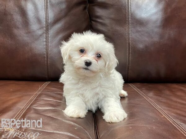 Bichon Frise DOG Male White 27029 Petland Frisco, Texas