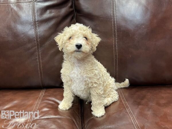 Bichonpoo-DOG-Male-Cream-27030-Petland Frisco & Mckinney, Texas