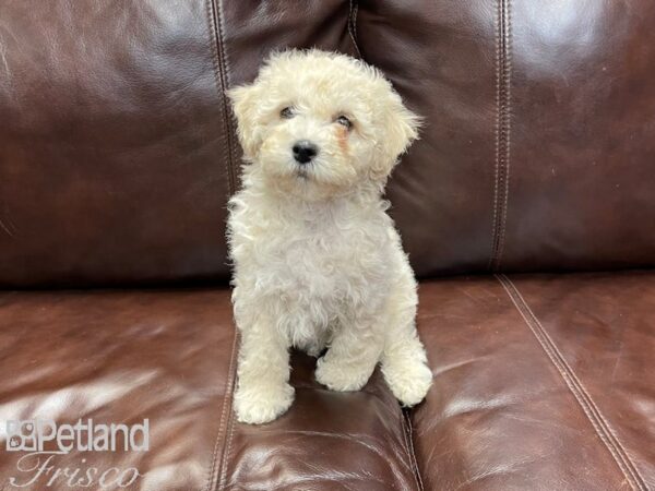 Bichonpoo DOG Male Cream 27031 Petland Frisco, Texas