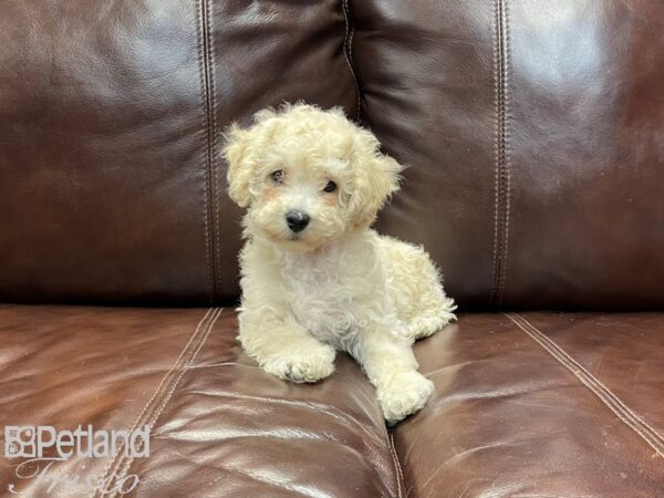 Bichonpoo DOG Male Cream 27032 Petland Frisco, Texas