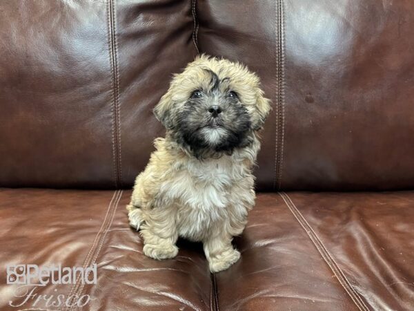 Shihpoo DOG Female Brown 27034 Petland Frisco, Texas