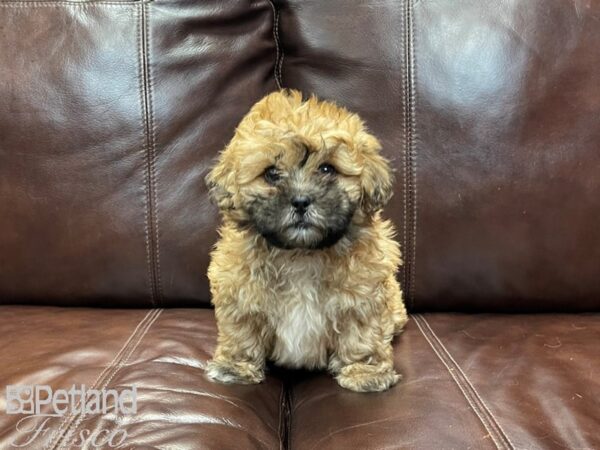 Shihpoo-DOG-Female-Brown-27035-Petland Frisco & Mckinney, Texas