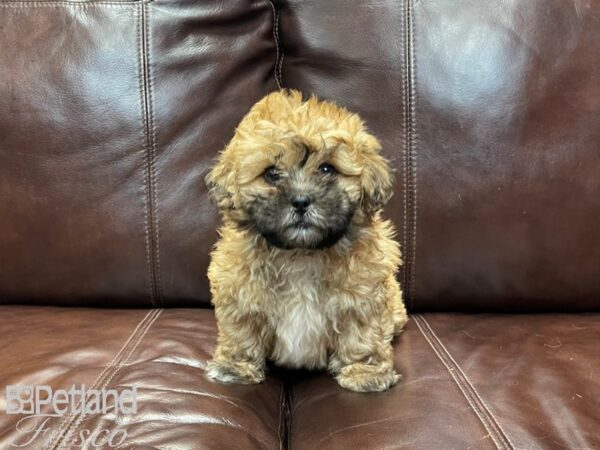 Shihpoo DOG Female Brown 27035 Petland Frisco, Texas