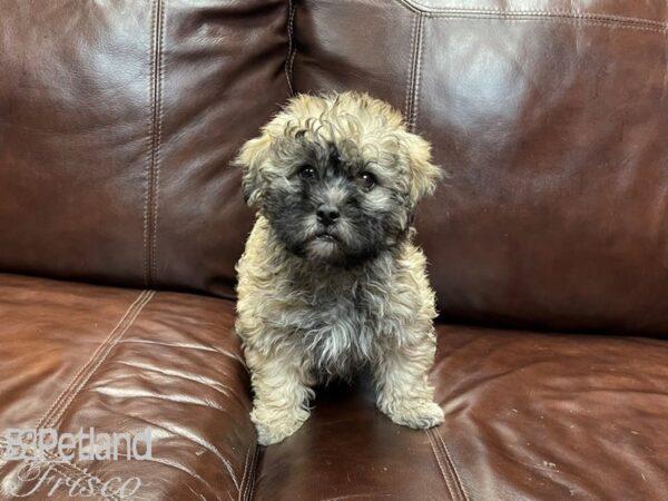 Shihpoo-DOG-Male-Grizzle-27036-Petland Frisco & Mckinney, Texas