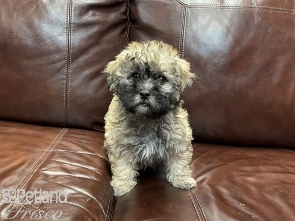 Shihpoo-DOG-Male-Grizzle-27036-Petland Frisco, Texas