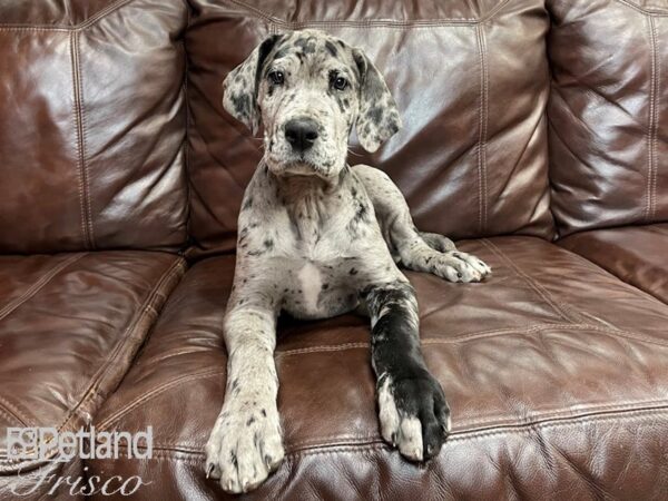 Great Dane DOG Male Merle 27037 Petland Frisco, Texas