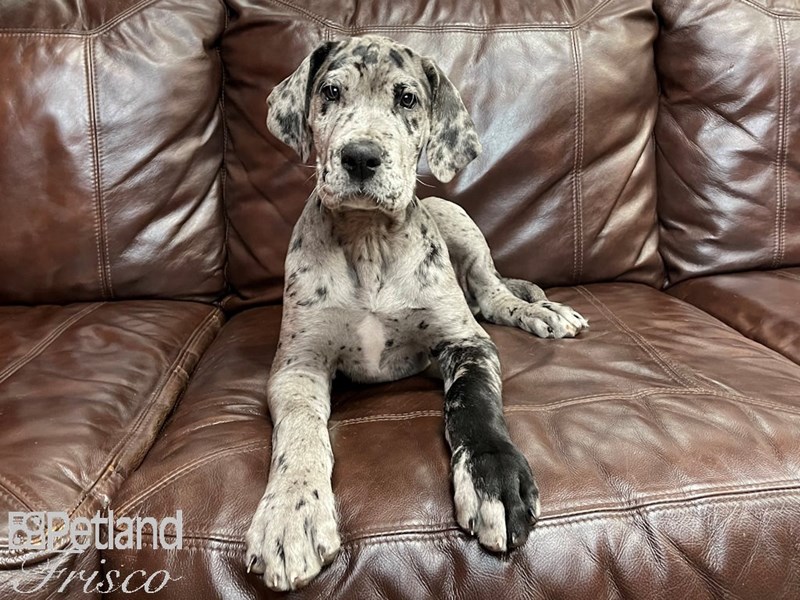 Great Dane Puppy Merle ID 27037 Located at Petland Frisco Texas