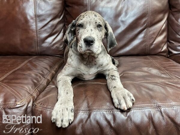 Great Dane DOG Male Merle 27038 Petland Frisco, Texas