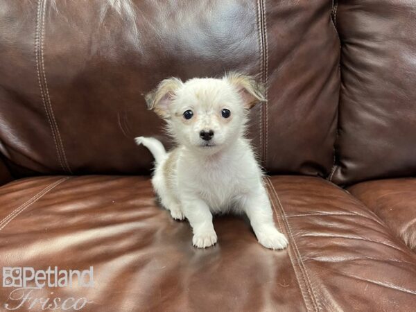 Chihuahua-DOG-Male-White & Brown-27041-Petland Frisco & Mckinney, Texas