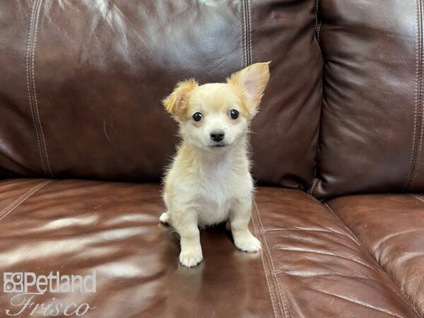 Chihuahua-DOG-Male-Cream-27042-Petland Frisco, Texas