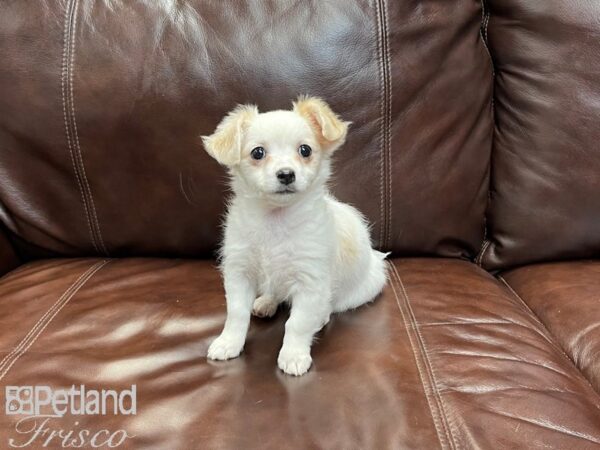 Chihuahua-DOG-Female-White and Tan-27043-Petland Frisco, Texas