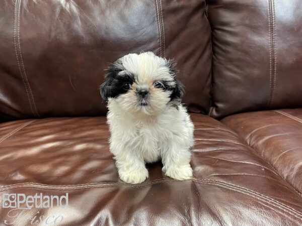 Teddy Bear DOG Female Black and White 27052 Petland Frisco, Texas