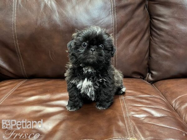 Teddy Bear DOG Female Black with White Markings 27053 Petland Frisco, Texas