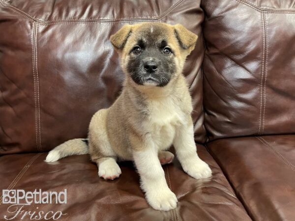 Akita DOG Female Brown 27058 Petland Frisco, Texas