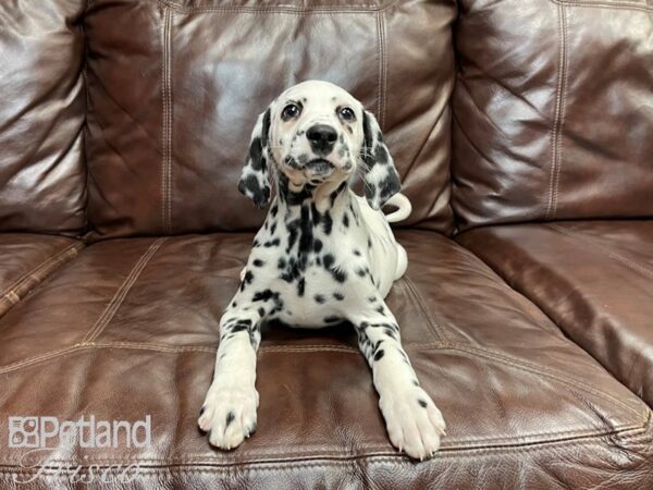 Dalmatian DOG Male White and Black 27059 Petland Frisco, Texas