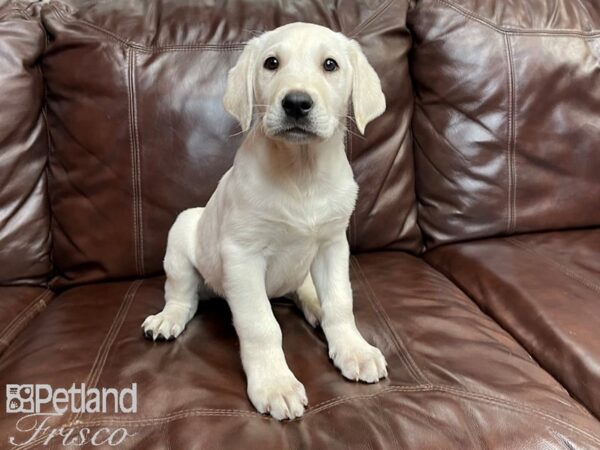 Labrador Retriever-DOG-Male-Yellow-27061-Petland Frisco, Texas