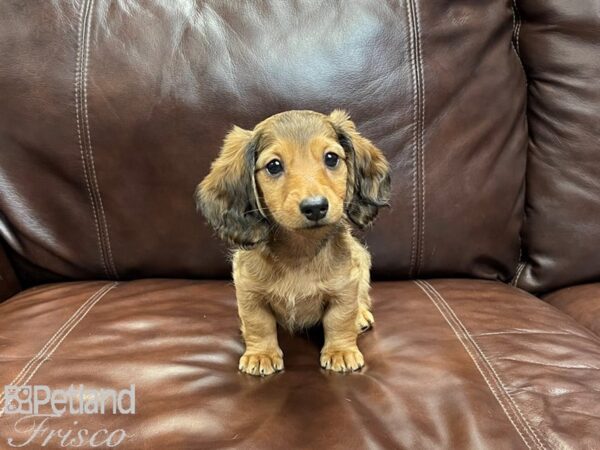 Miniature Dachshund-DOG-Male-Red-27060-Petland Frisco & Mckinney, Texas