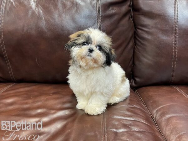 Shih Tzu-DOG-Male-Gold and White-27063-Petland Frisco & Mckinney, Texas