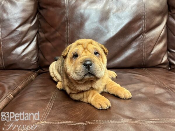 Shar Pei-DOG-Female-Red Sable-27066-Petland Frisco & Mckinney, Texas