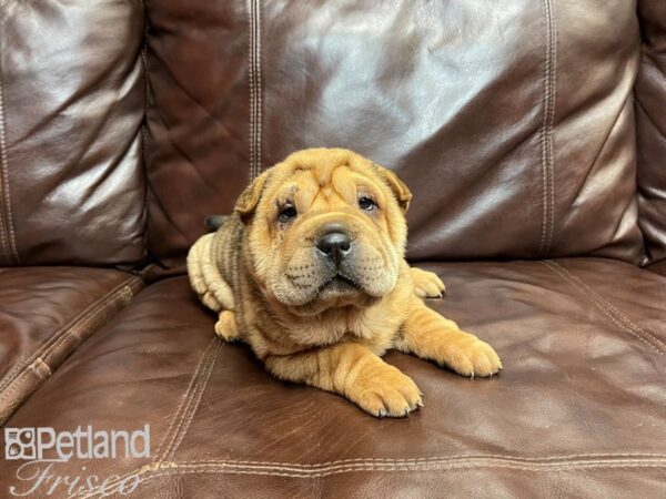 Shar Pei DOG Female Red Sable 27066 Petland Frisco, Texas