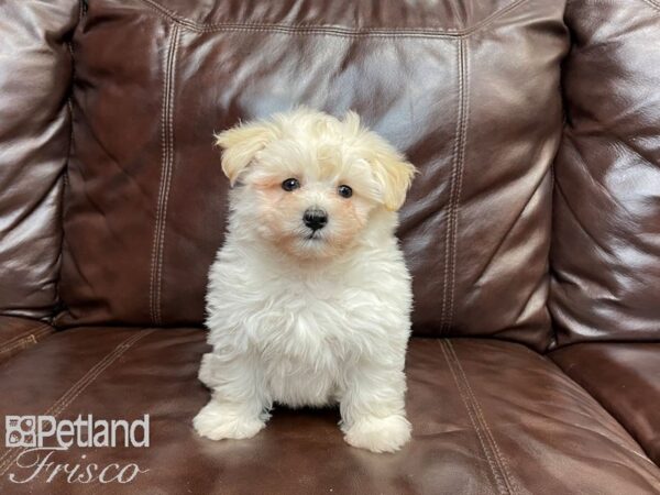 Maltipoo DOG Male White and Cream 27044 Petland Frisco, Texas