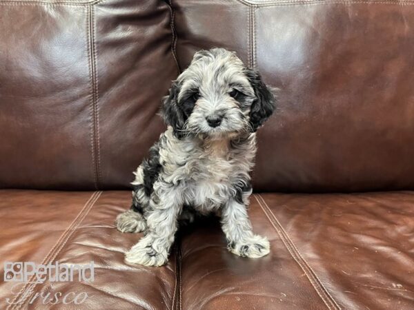 Cockapoo DOG Female Black Merle 27046 Petland Frisco, Texas