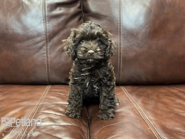 Cockapoo DOG Female Chocolate 27047 Petland Frisco, Texas