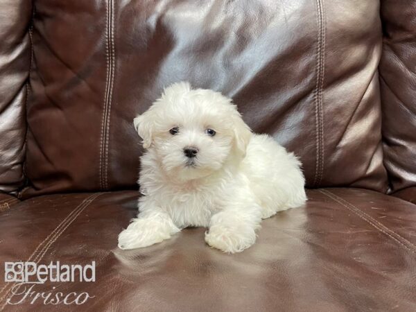 Maltese DOG Male White 27048 Petland Frisco & Mckinney, Texas