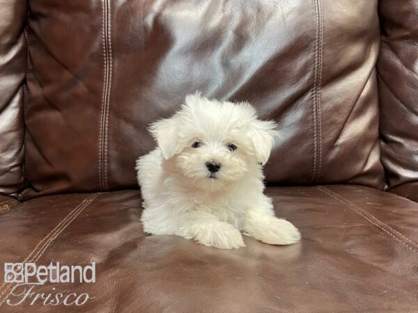 Maltese-DOG-Male-White-27049-Petland Frisco & Mckinney, Texas