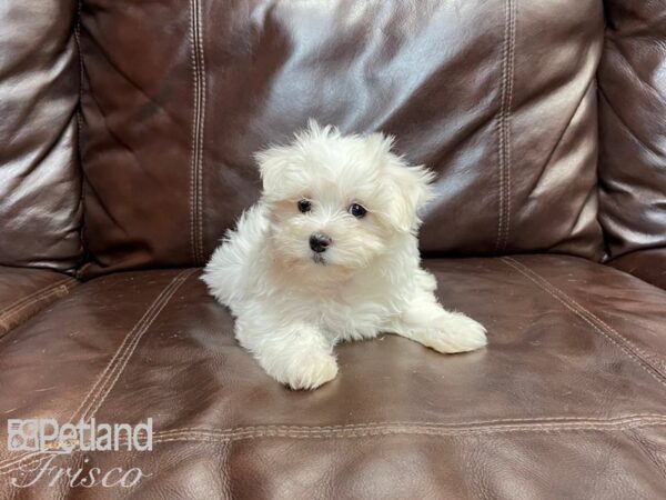 Maltese-DOG-Female-White-27050-Petland Frisco, Texas