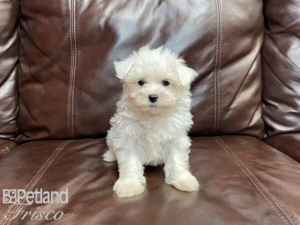 Maltese-DOG-Female-White-27051-Petland Frisco, Texas