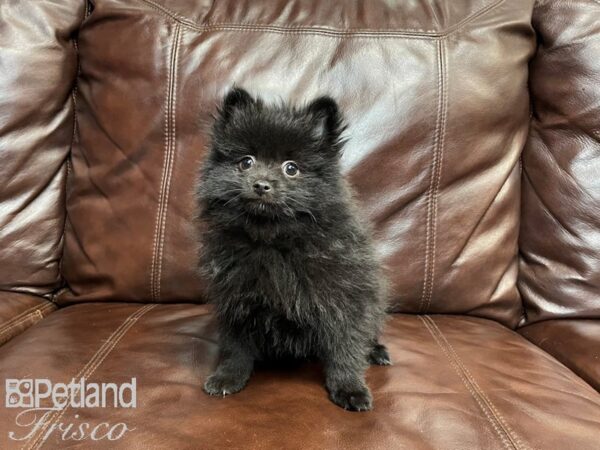 Pomeranian-DOG-Male-Black-27055-Petland Frisco & Mckinney, Texas
