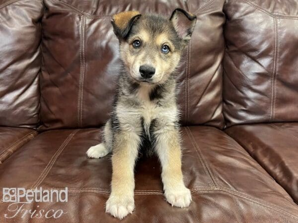 Ausky Shepherd-DOG-Male-Sable-27056-Petland Frisco, Texas