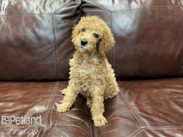 Standard Poodle DOG Male Apricot 27064 Petland Frisco, Texas