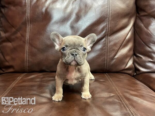 French Bulldog-DOG-Male-Blue Fawn-27067-Petland Frisco & Mckinney, Texas