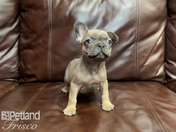 French Bulldog-DOG-Male-Blue Fawn-27068-Petland Frisco & Mckinney, Texas