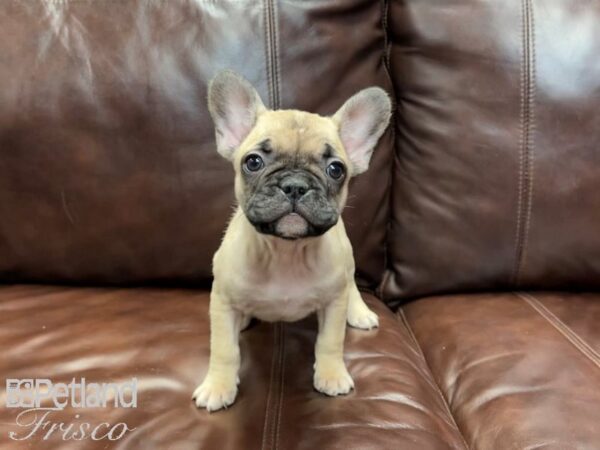 French Bulldog-DOG-Female-Fawn-27070-Petland Frisco & Mckinney, Texas