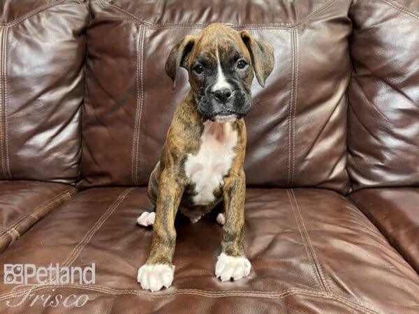 Boxer-DOG-Male-Brindle-27071-Petland Frisco, Texas