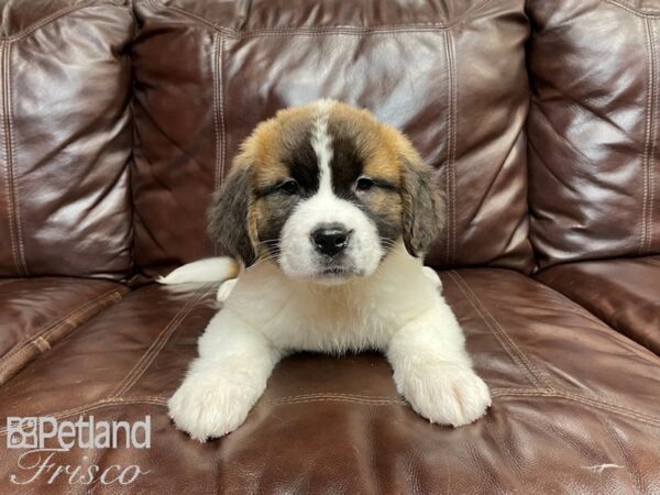 Saint Bernard DOG Female Sable & White 27072 Petland Frisco, Texas